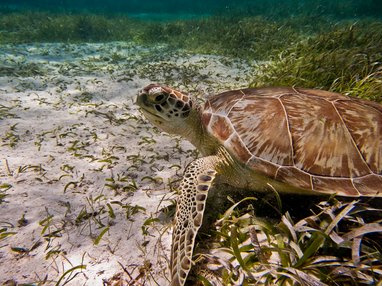 A loggerhead turtle facing to the left. It is laying on seagrass. Sand can be seen to the left of it.