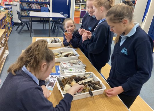 A group of school children in a classroom taking part in the Natur Am Byth project by looking at objects in a white tray
