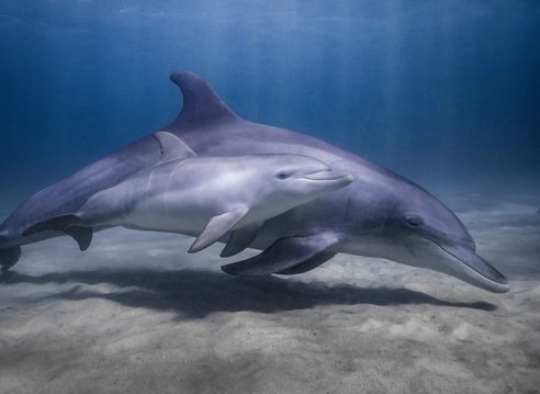 A mother dolphin swimming alongside her calf