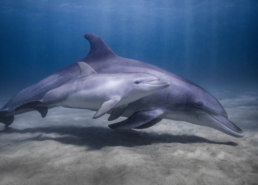 A mother dolphin swimming alongside her calf