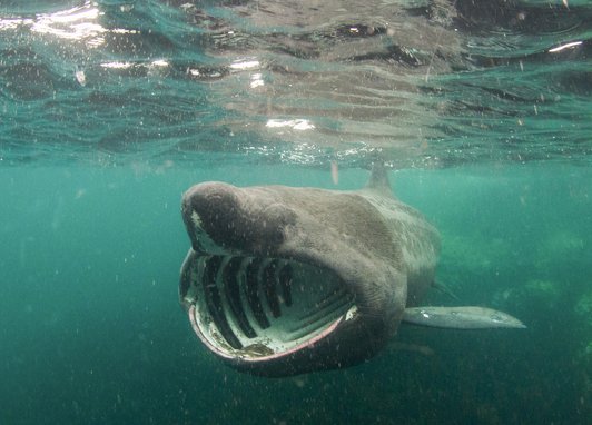 A basking shark swims facing face-on slightly off centre from the camera. As a filter feeder, its mouth is wide open showing its white gill rakers clearly against the dark of its mouth. The water is teal and looks like plankton is floating.