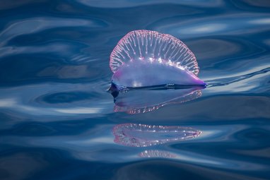 A Portuguese man o'war shown floating on the ocean. Named after the naval battleship for how it looks at full sail, it has a pinky blue floating air bag and a clear pinky blue ribbed sail.