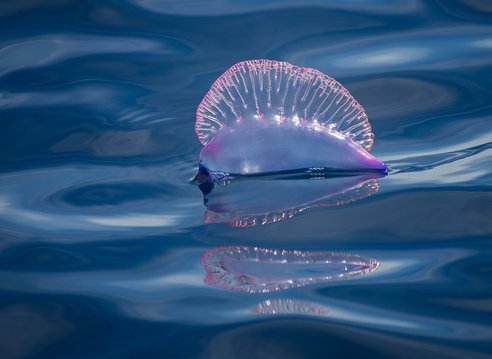 A Portuguese man o'war shown floating on the ocean. Named after the naval battleship for how it looks at full sail, it has a pinky blue floating air bag and a clear pinky blue ribbed sail.