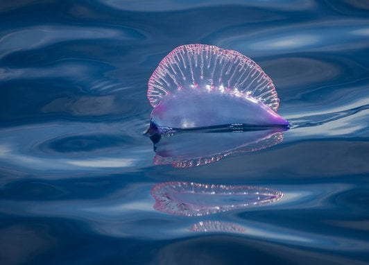 A Portuguese man o'war shown floating on the ocean. Named after the naval battleship for how it looks at full sail, it has a pinky blue floating air bag and a clear pinky blue ribbed sail.