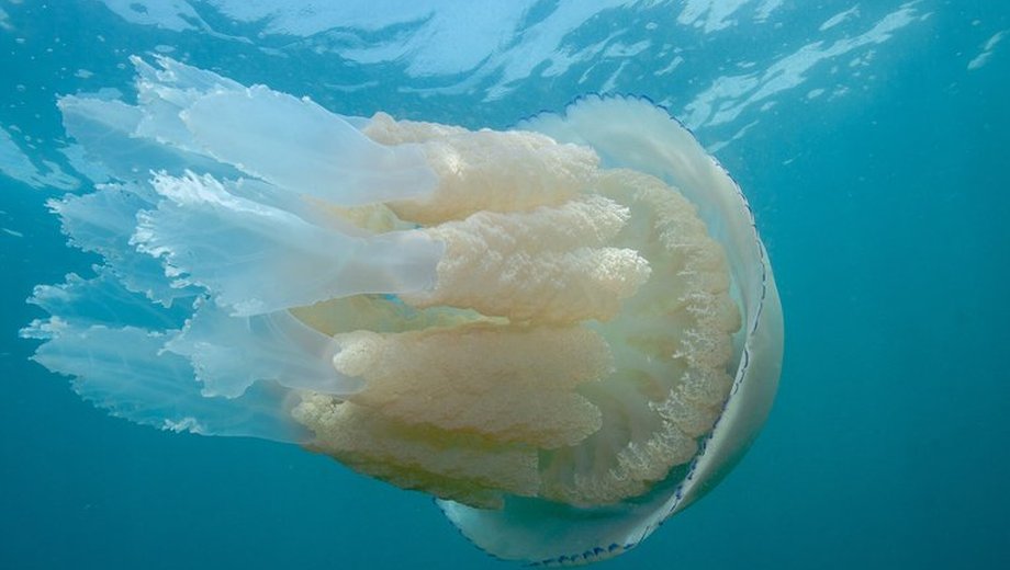 Barrel jellyfish