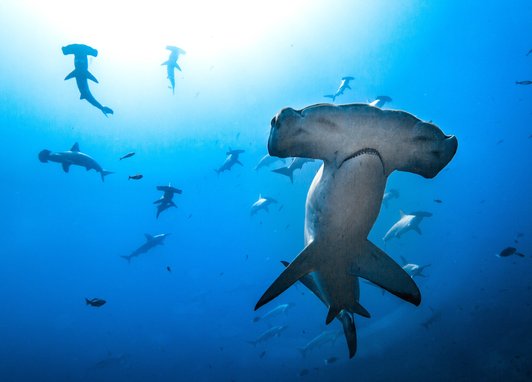 A school of hammerhead sharks. The photo is taken from below them all