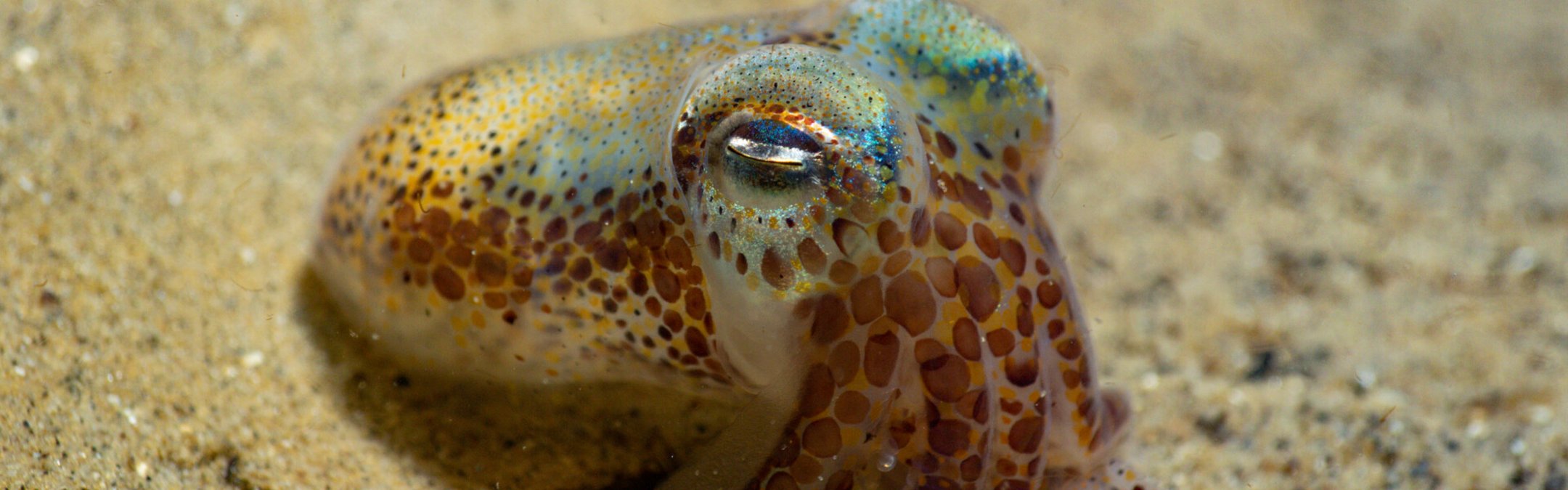 Atlantic bobtail squid