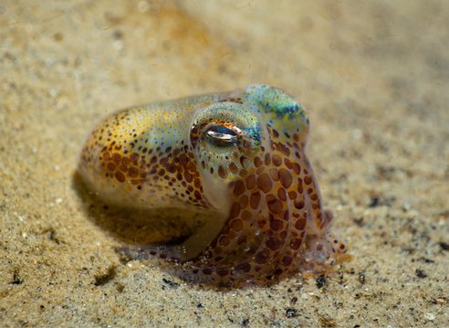 On the seabed floor peeking out from the sand is a tiny Atlantic Bobtail Squid. Its skin has an iridescent shine to it.