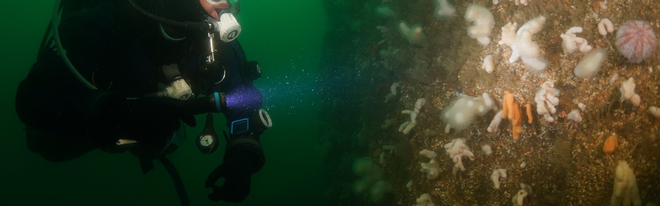 A scuba diver in dark water using a blue light to illuminate a rocky underwater wall covered in white and orange marine life.