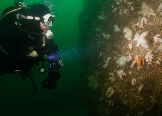 A scuba diver in dark water using a blue light to illuminate a rocky underwater wall covered in white and orange marine life.