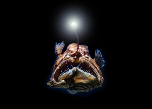 A deep sea anglerfish, known for its fascinating adaptations to the extreme darkness of the deep ocean.