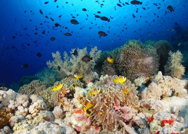 A school of clownfish swimmign around a colourful reef of coral