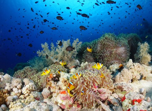 A school of clownfish swimmign around a colourful reef of coral