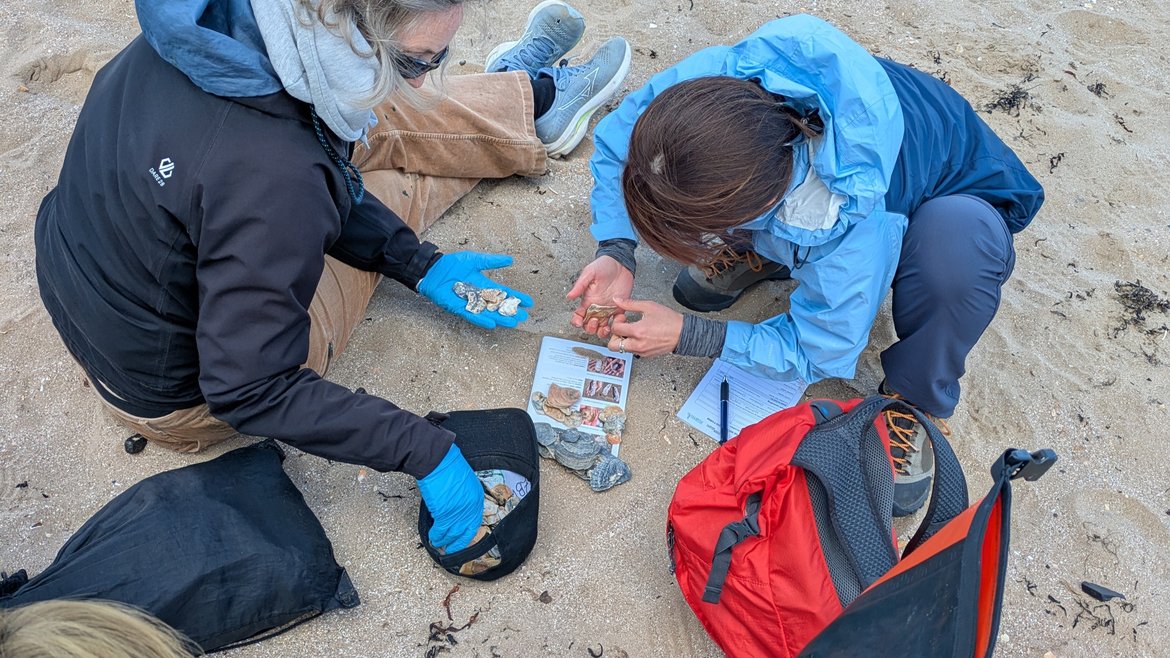 A top down view of 2 pple looking at native oysters on a beach