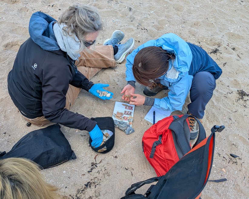 A top down view of 2 pple looking at native oysters on a beach