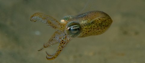 An Atlantic bobtail squid is swimming through the water just above the sandy sea floor. Its tentacles are open as they are used to propel the tiny critter along.