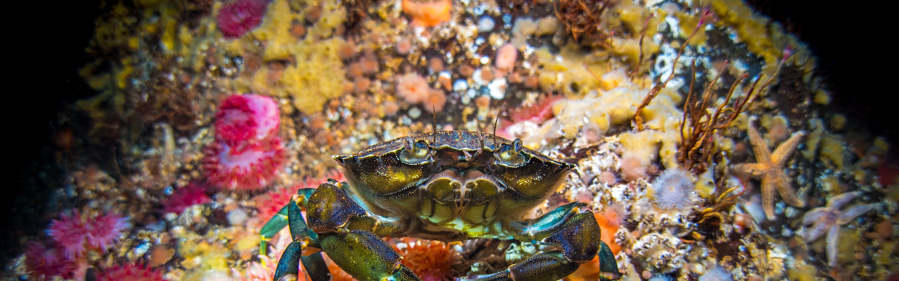 Shore crab (Common, European) | Marine Conservation Society