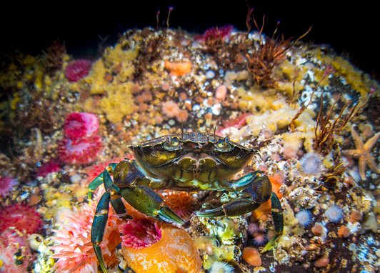 A green/brown shore crab perches on a rock covered with life, we can see pink anemones and starfish.
