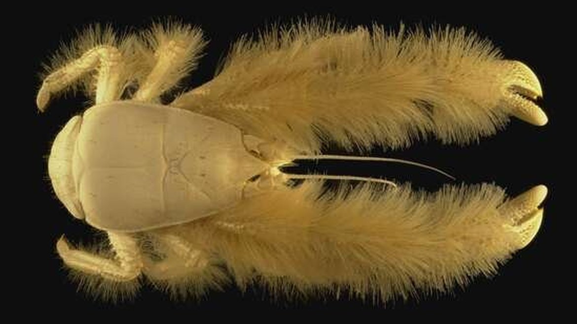 A top down shot of a Kiwa hirsuta kiwa crab on a black background