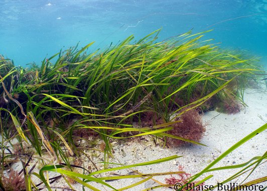 Seagrass swaying against a white sand seabed. The sea is a clear blue and sunlight is filtering through the water.