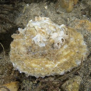 Native oyster close up underwater in it's natural habitat on the seabed