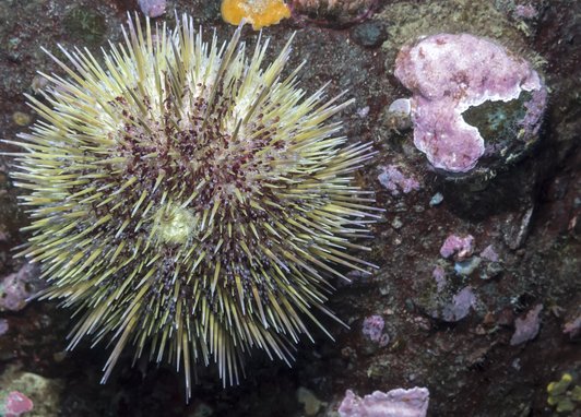 A green sea urching on a rock. The rock looks to have calcium carbonate deposits to the right of the sea urchin