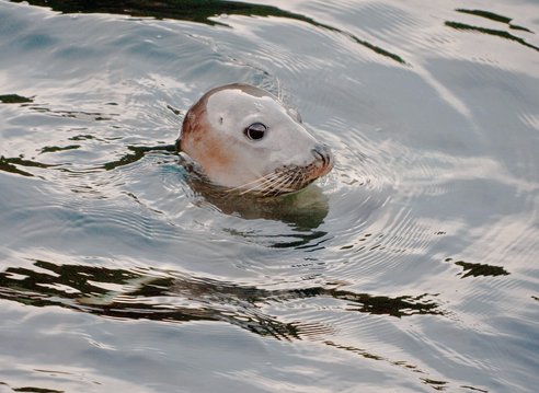 A harbour seal raises its head above water. It has a smooth dog-like face with big brown eyes, a short nose and whiskers. Frankly it is adorable and looks away from the camera to the right.