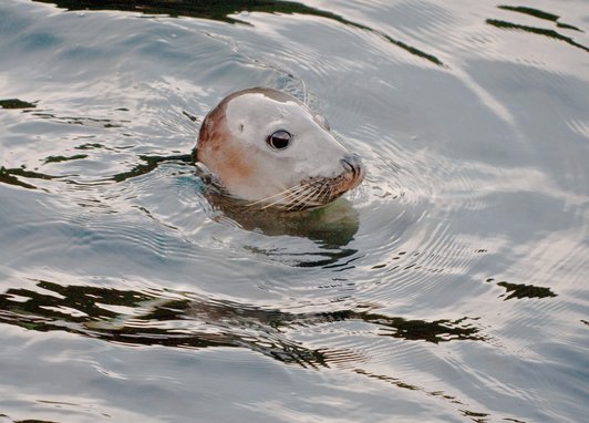 A harbour seal raises its head above water. It has a smooth dog-like face with big brown eyes, a short nose and whiskers. Frankly it is adorable and looks away from the camera to the right.