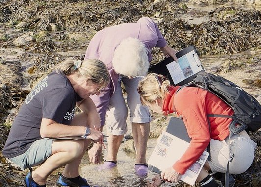 3 people huddled around a stream of water on a beach looking in depth at some live seaweed. They are surrounded by seaweed. All three are holding clipboards.