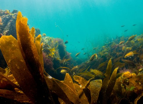 An underwater photo of a healthy kelp forest. The the background some fish can be seen.