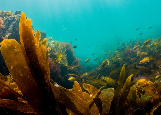 An underwater photo of a healthy kelp forest. The the background some fish can be seen.