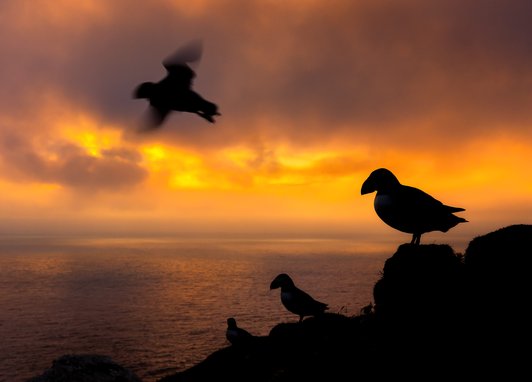Silhouettes of 4 puffins on a cliff edge. They are overlooking an orange sunset with the ocean behind them. One of the puffins is flying towards the left.