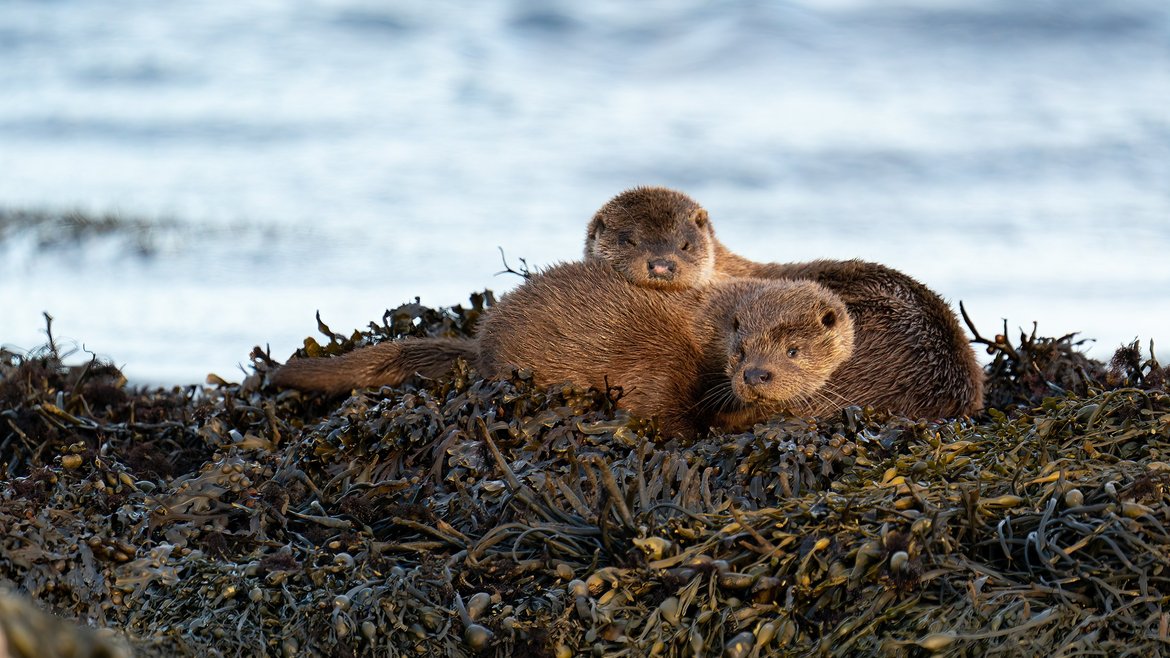 Two Eurasian otters are snuggled together on a rock. The rock is covered in seaweed, and the sea is behind the rock.