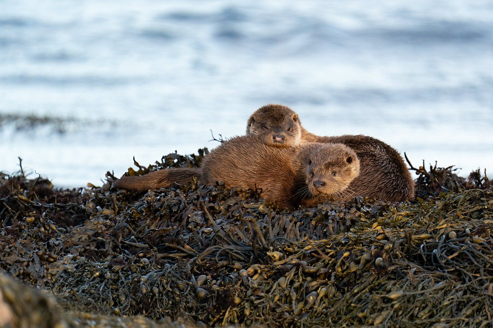 Two Eurasian otters are snuggled together on a rock. The rock is covered in seaweed, and the sea is behind the rock.