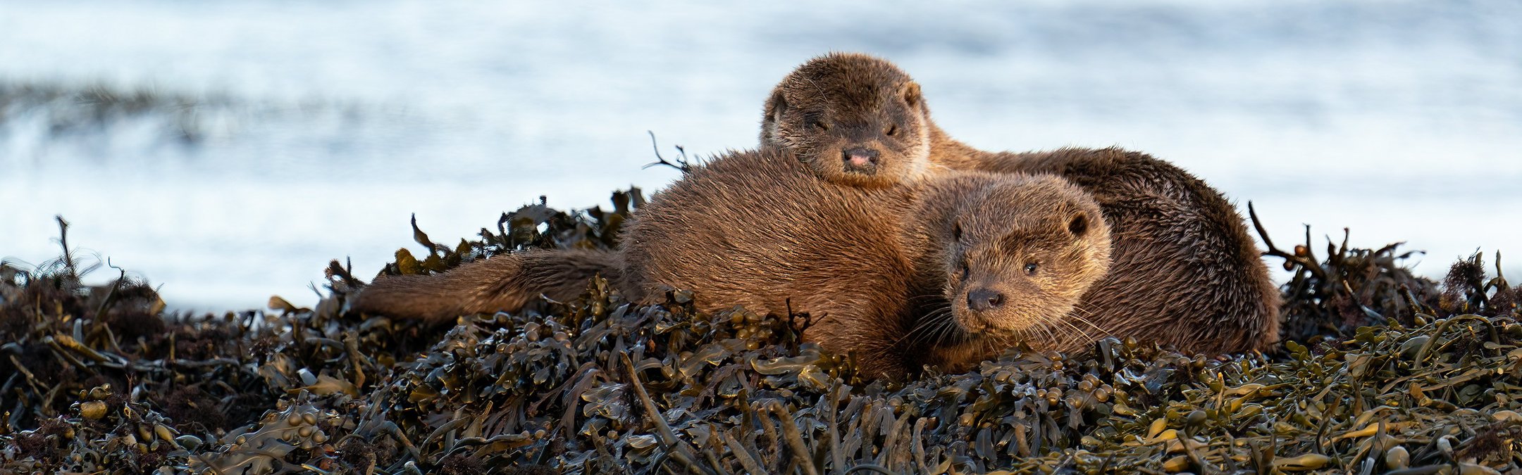 Two Eurasian otters are snuggled together on a rock. The rock is covered in seaweed, and the sea is behind the rock.