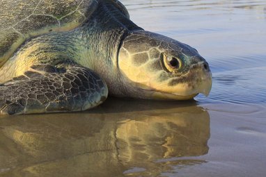 A Kemp's ridley turtle laying on a beach