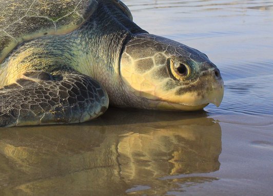 A Kemp's ridley turtle laying on a beach