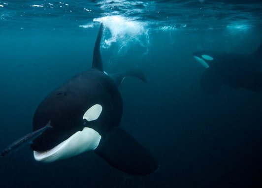 2 orcas swimming underwater. One is facing the camera and swimming towards it while the other is ithe background and is swimming towards the ocean surface. There is a small fish in front of the orca swimming toward the camera