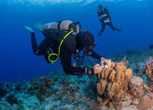 An underwater photograph of two scuba divers near a coral reef. The diver in the foreground, wearing a black wetsuit and fins, is injecting medicine into a large coral formation. Another diver is visible swimming in the blue water in the background.