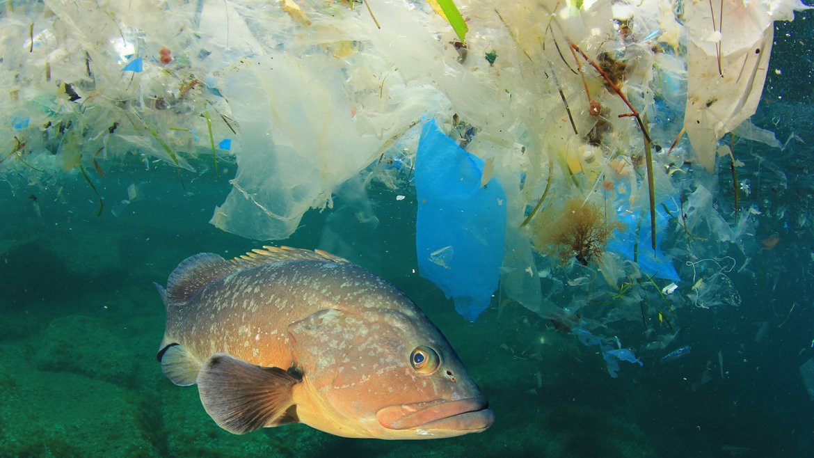 A fish swimming in blue waters. The top of the image shows a layer of plastic floating on the water's surface