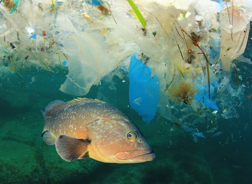 A fish swimming in blue waters. The top of the image shows a layer of plastic floating on the water's surface