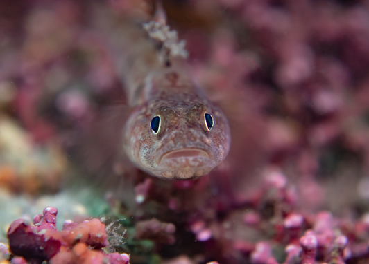 A goby looks at the camera with a characteristic fearful/sad look on its face. It has big black eyes with yellow rims, a downturned mouth and speckled skin. In the background is blurred purple maerl which is a type of calcified red seaweed.