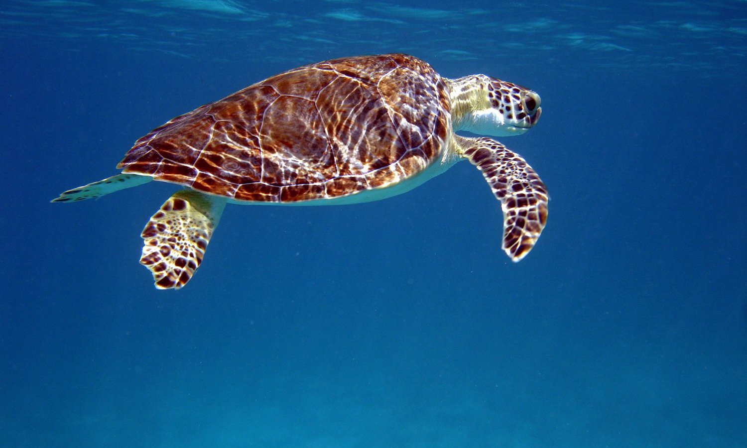 Turtles in Turks and Caicos | Marine Conservation Society