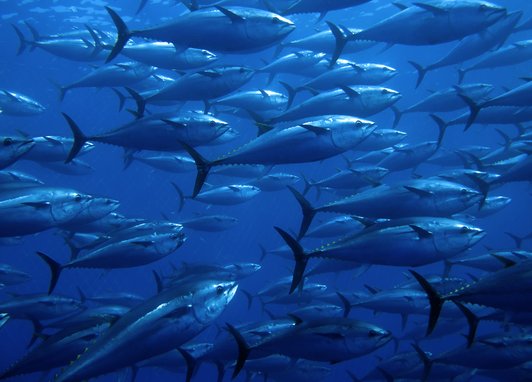 Tuna fish swimming in the deep blue ocean