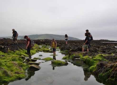 A group of people participating in a Big Seaweed Search. They are exploring a rocky intertidal zone covered in bright green seaweed, with some individuals standing in shallow pools of water. Green hills are visible in the background under an overcast sky.