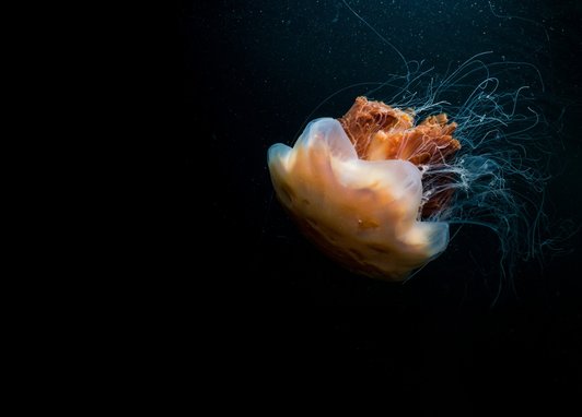An orange jellyfish srrounded by darkness