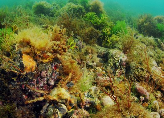 Cromer Shoal Chalk Beds, a unique underwater marine conservation zone located off the coast of Norfolk, UK.