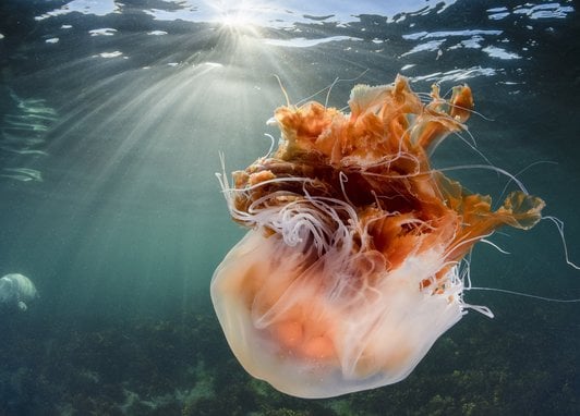 A lion's mane jellyfish swimming bell-downwards in the Farne Islands, Scotland. The bell is a wispy white while its deep orange 'fiery'-looking tentacles sway in the water.