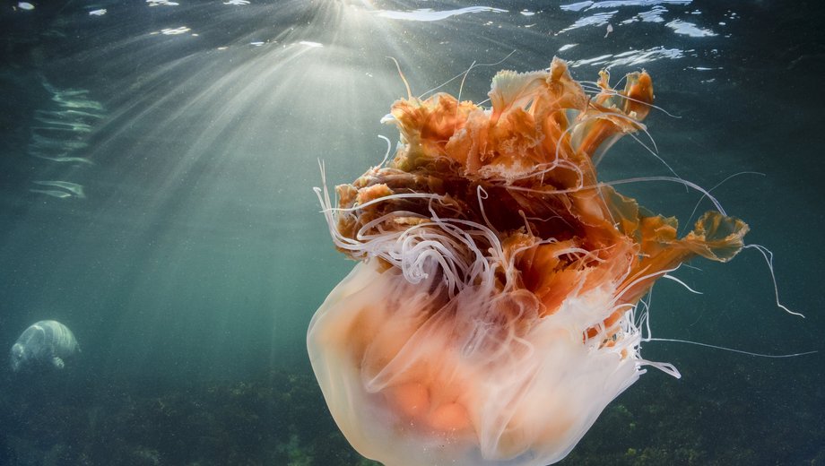 Lion's mane jellyfish