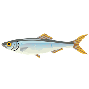 Sprat